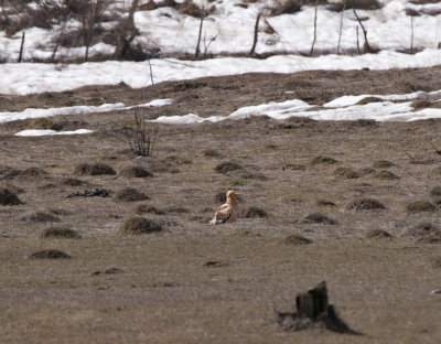 Egyptian Vulture Kazbegi