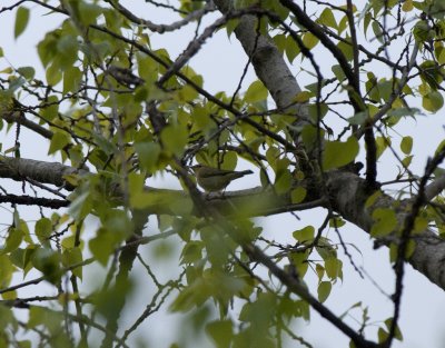 Green Warbler near Tbilisi