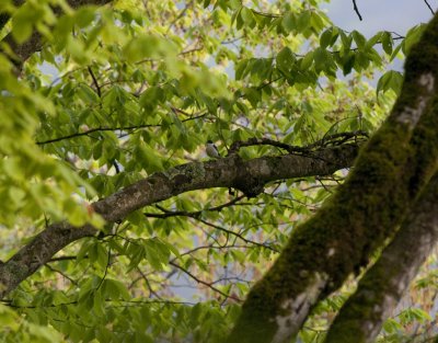 Semicollared Flycatcher near Tbilisi