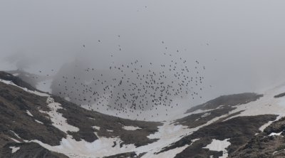 Alpine Chough Kazbegi