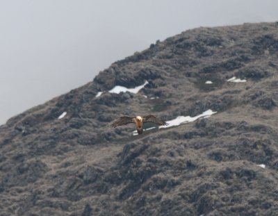 Lammergeier Kazbegi