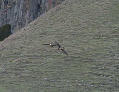 Lammergeier Kazbegi