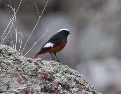 Guldenstdts Redstart near Kazbegi