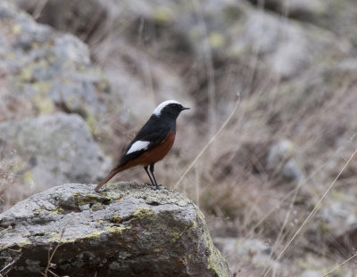 Guldenstdts Redstart near Kazbegi