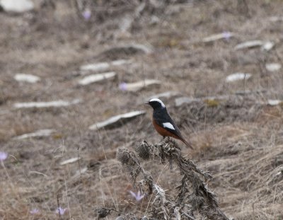 Guldenstdts Redstart near Kazbegi