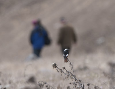 Guldenstdts Redstart near Kazbegi