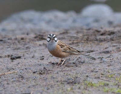 Rock Bunting