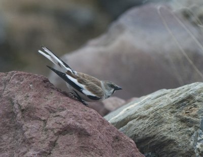 Snowfinch