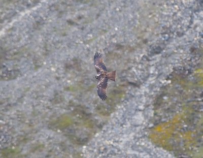 Black Kite