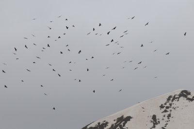 Honey Buzzards and Black Kites in migration