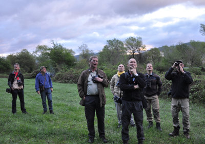 Twitching of Green Warbler near Tbilisi