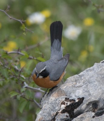 White-Throated Robin Netafin