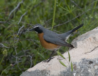 White-Throated Robin Netafin