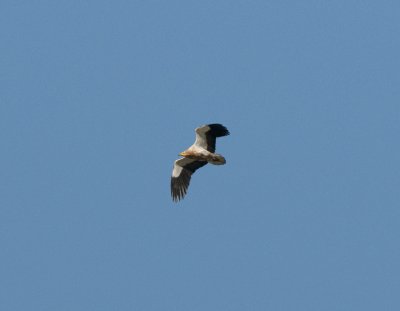 Egyptian Vulture