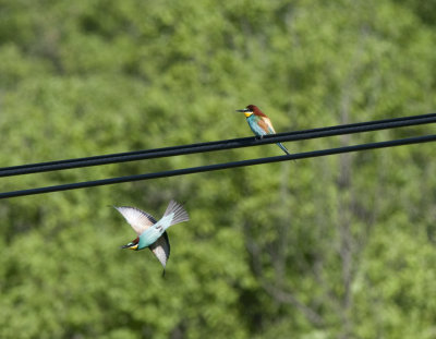 European bee-Eater