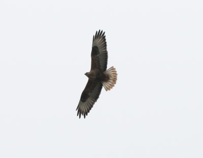 Long-legged Buzzard