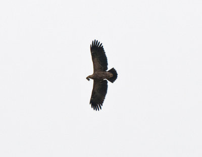 Lesser-Spotted Eagle