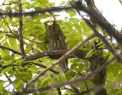 Striated Scops Owl Birecik