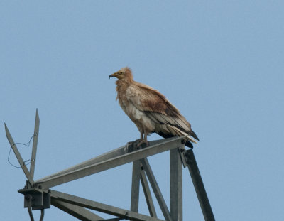 Egyptian Vulture