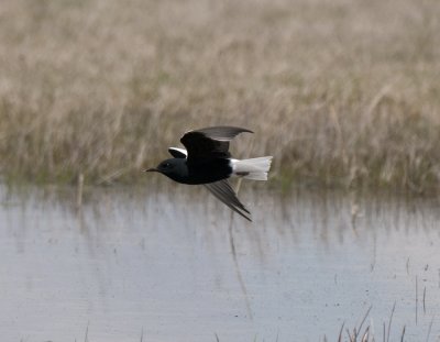 White-Winged Blacktern