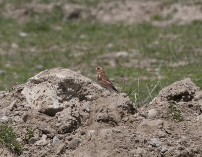 Crimson winged finch