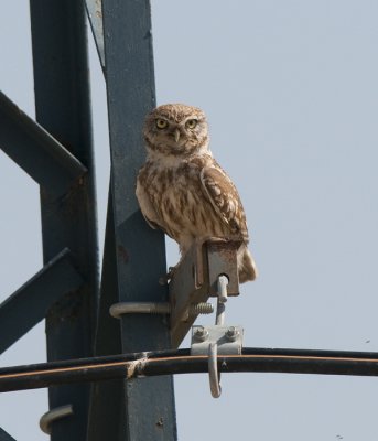 Little owl race Lilith