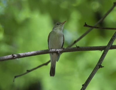 Upchers warbler