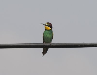 European Bee-Eater