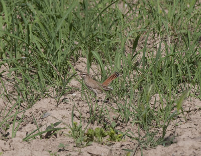 Rufous-tailed scrub robin Birecik