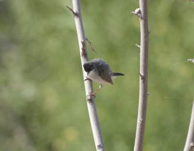 Menetrie´s Warbler Birecik