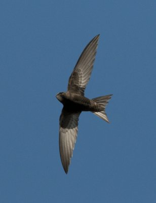 Common swift (Tornseglare )