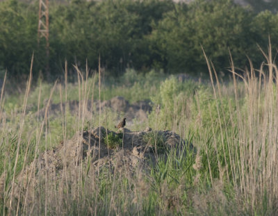 Black Francolin Birecik