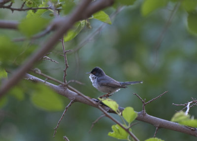 Menetrie´s Warbler Birecik