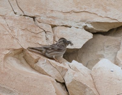 Rock Buntin wadi in Birecik