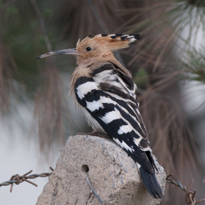 Hoopoe Birecik