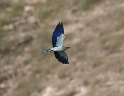 European Roller  Wadi in Birecik