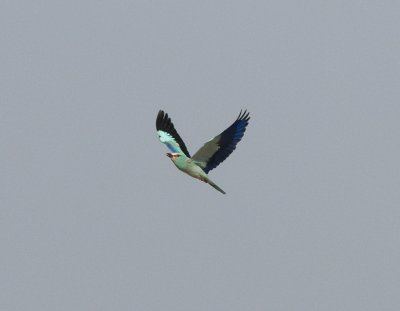 European Roller Wadi in Birecik
