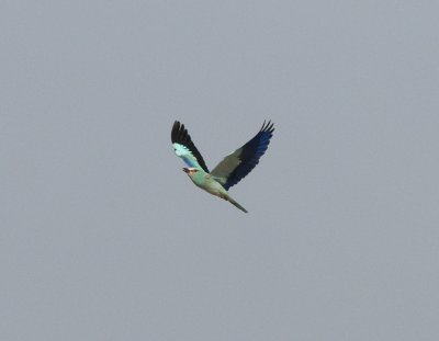 European Roller  Wadi in Birecik