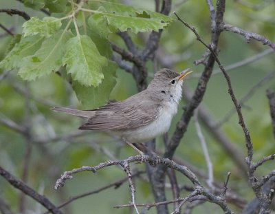 Upchers Warbler Nemrut Dagi