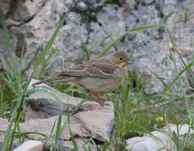 Cinerous Bunting Nemrut Dagi