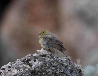 Cinerous Bunting Nemrut Dagi