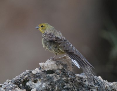 Cinerous Bunting Nemrut Dagi