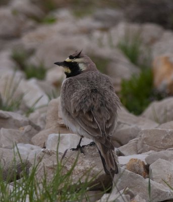 Horned Lark Nemrut Dagi