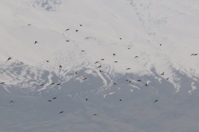 Bee-Eaters against Mount Hermont