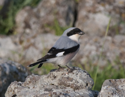 Lesser Grey Shrike