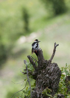 Syrian Woodpecker Nemrut Dagi