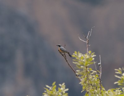 White-Throated Robin Nemrut Dagi