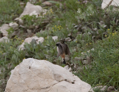 Kurdish Wheatear Nemrut Dagi