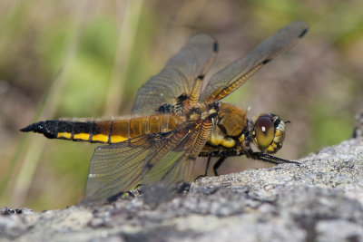  Gettern Halland 30 Maj 2011