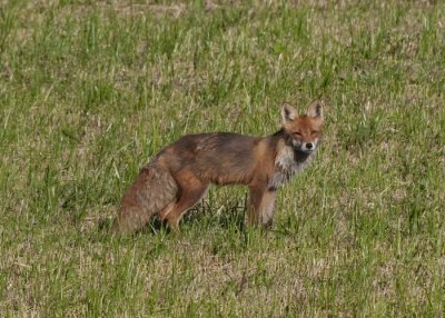 Vulpes vulpes ( Rdrv )